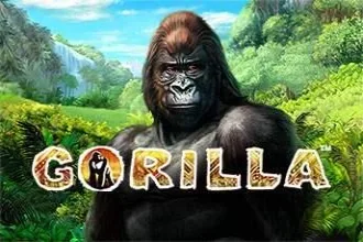 Gorilla - BRRBET